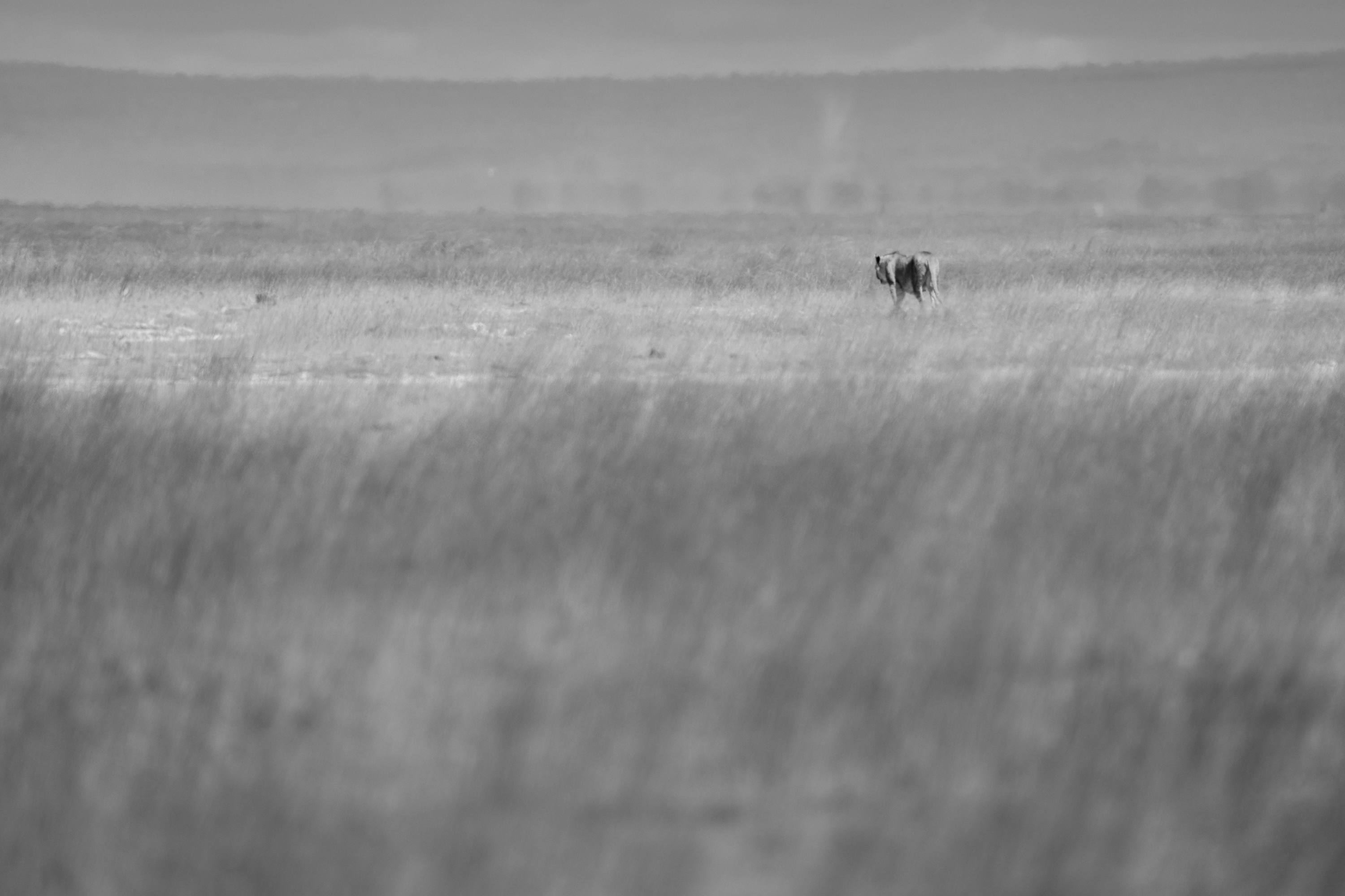 An animal crossing tall windswept grass