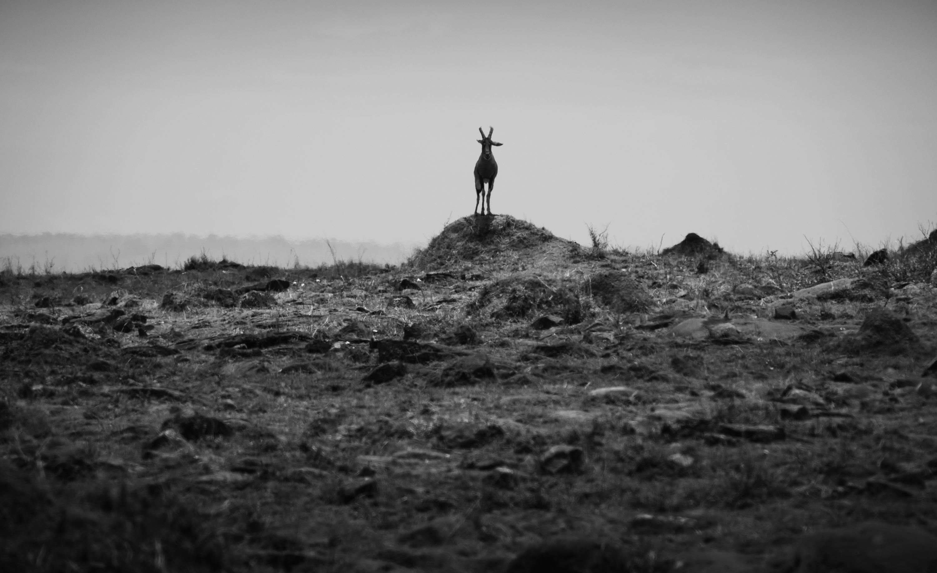 A topi standing alone on a mound