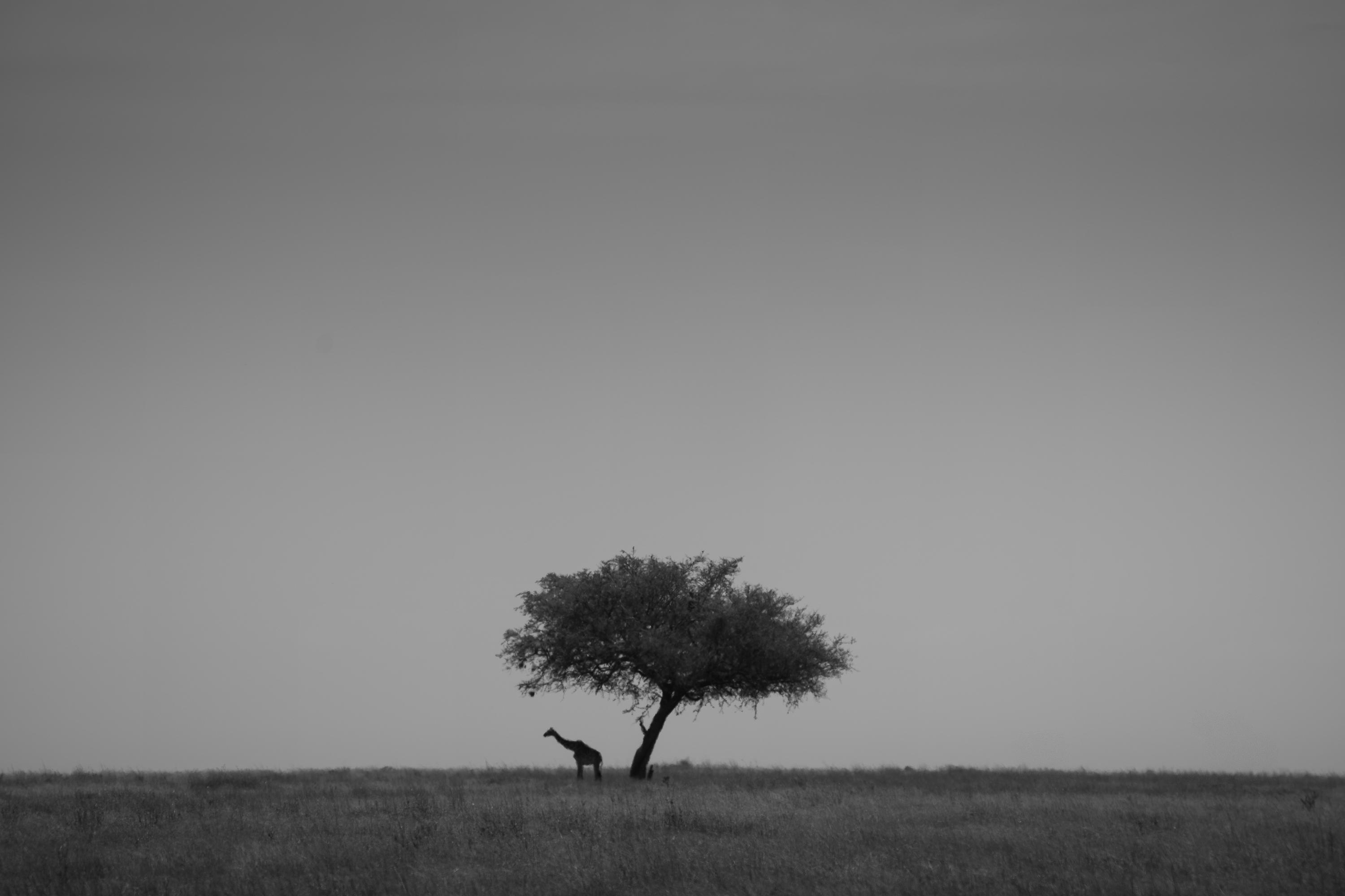A giraffe beneath a lone acacia tree