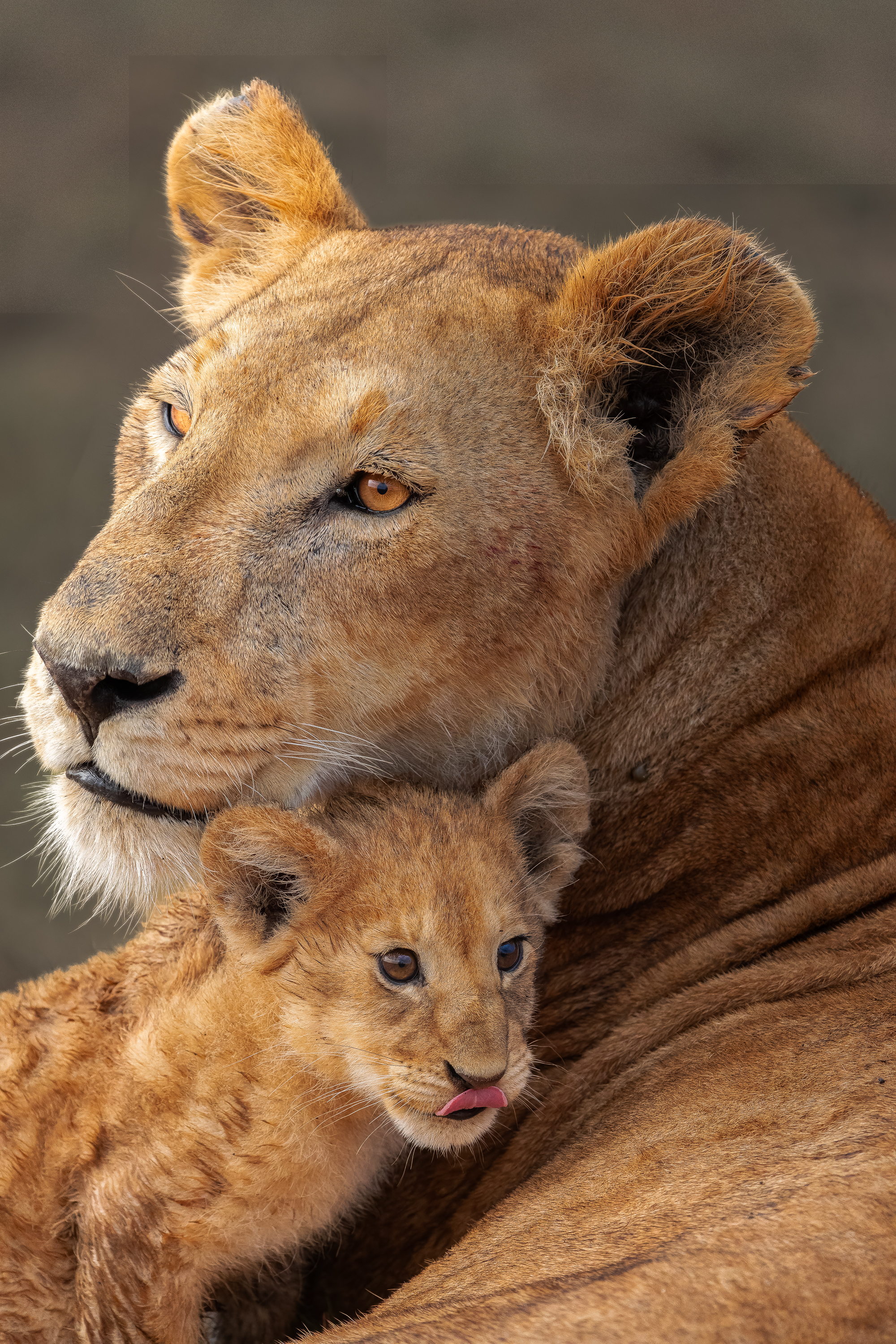 Lion cub nestled against its mother